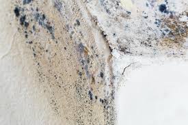 Best Mold Prevention Services  in Pike Creek, DE